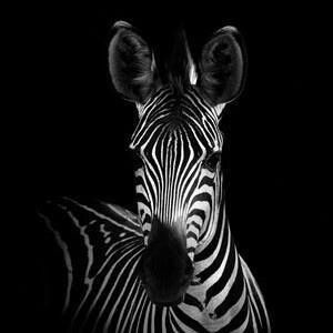 Meet your Posher, Audrey